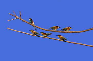 Families of golden bee-eaters got tired and sat on a branch ... to rest ...