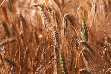 Ripening wheat field. Yellow and green spikelets ...