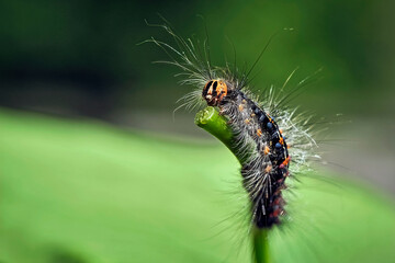 Raupe des Schwammspinners ( Lymantria dispar ).