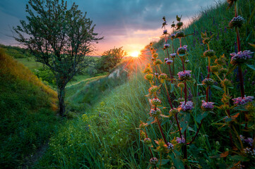 Obraz premium Summer vibes. Green grass hollow with lonely tree and wildflowers, lighted with last sunlight. June beauty.
