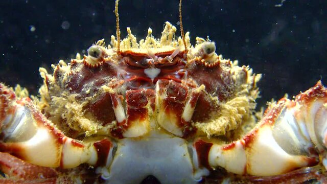 Bristly crab or hairy crab (Pilumnus hirtellus),  close-up of a crab on the seabed, Black Sea.