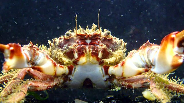 Bristly crab or hairy crab (Pilumnus hirtellus),  close-up of a crab on the seabed, Black Sea.