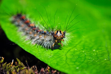 Raupe des Schwammspinners ( Lymantria dispar ).