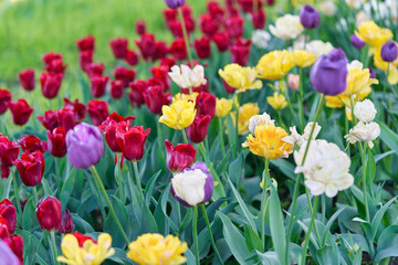 Bright flowers of tulips on a tulip field on a sunny morning