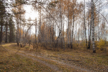 autumn in the forest