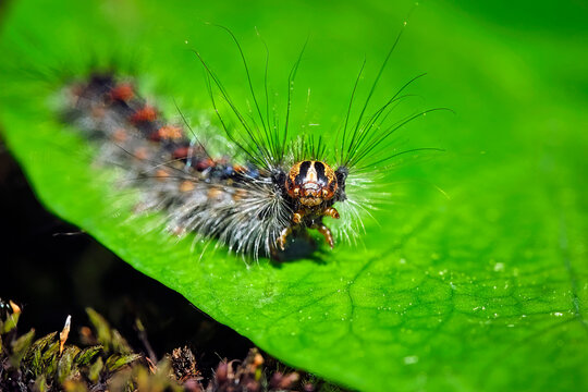 Raupe des Schwammspinners ( Lymantria dispar ).