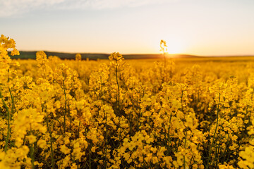 Rapeseed field with yellow flowers and sunset tones.