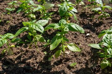 Fresh basil on a dark background. Green basil. Green basil on a dark background. Food background. A lot of basil