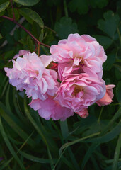 coral pink musk rose "Cornelia" blooming flowers and small buds on green leaves background