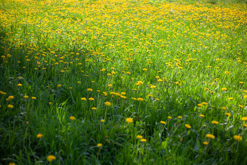 Lots of yellow dandelions. Flowers in the field.