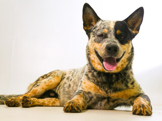 
adult male burriler dog