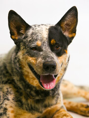 
adult male burriler dog