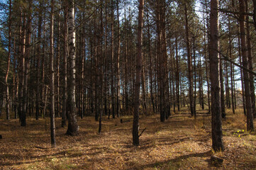 trees in the forest