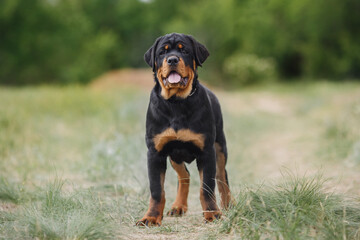 dog puppy rottweiler in nature