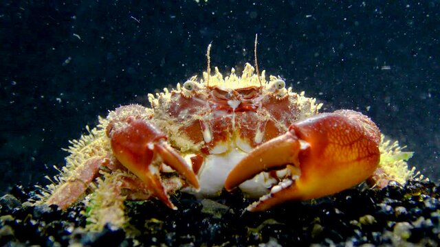 Bristly crab or hairy crab (Pilumnus hirtellus),  close-up of a crab on the seabed, Black Sea.