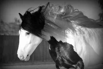 black and white gypsy vanner horse stallion colt