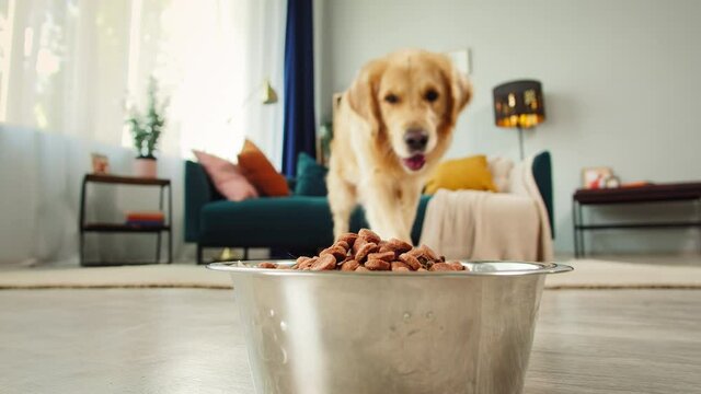 golden retriever eating dog food from metal bowl, concept of online shop delivery for pets