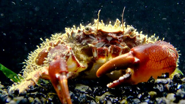 Bristly crab or hairy crab (Pilumnus hirtellus),  close-up of a crab on the seabed, Black Sea.