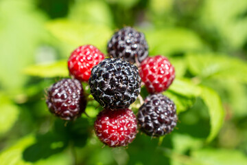 Bunch of Black Raspberries growing on the bush. 