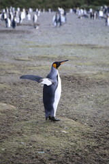 King penguin South Georgia Island
