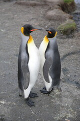 King penguin South Georgia Island