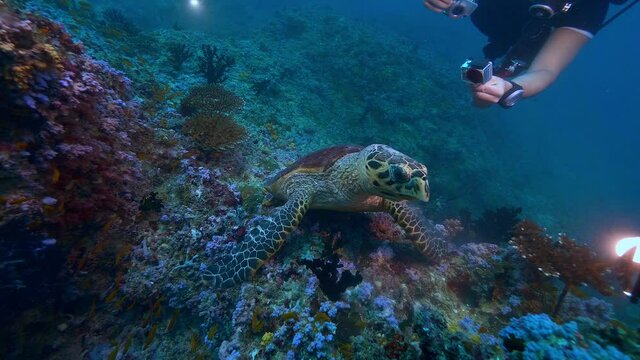 Several scubadivers watching Green turtle sitting on coral reef feeding underwater, Maldives, Indian ocean, marine animals