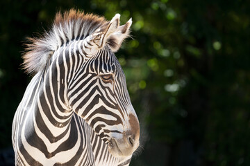 Fototapeta na wymiar head of zebra