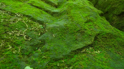 traces of historical heritage on a cliff overgrown with moss in the forest in summer in the south
