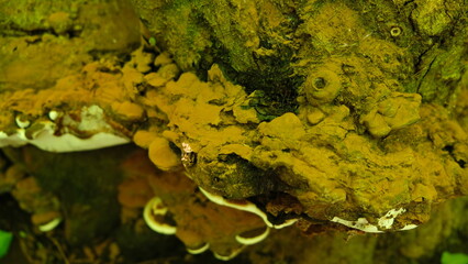 overgrown mushrooms on a huge sawed-down old tree stump
