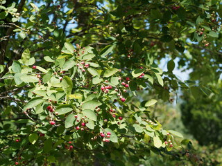 Amelanchier ovalis ou rotundifolia) Amélanchier à feuilles ovales et arrondies vertes sur des rameaux garnis de petites baies immatures