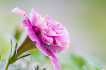 Fototapeta premium ベランダに咲くピンクのペチュニア。花言葉は「あなたと一緒なら心が和らぐ」「心のやすらぎ」