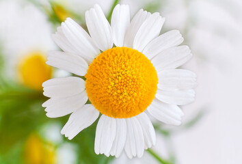 White chamomile flower macro close up