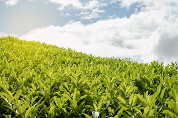Tea leaves. Close up tea leaves with morning sunlight.