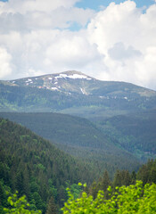 Fototapeta premium Snow-capped Carpathian mountains on a background of green forest in summer