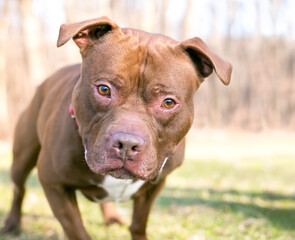 A curious red Pit Bull Terrier mixed breed dog leaning in toward the camera and looking with a head tilt