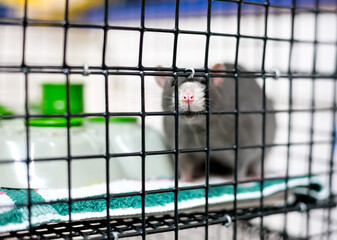 Obraz premium A pet Fancy Rat sticking its nose through the bars of a cage