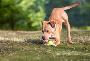 Naklejka na ściany i meble A Retriever x Pit Bull Terrier mixed breed dog in a play bow position with a ball between its paws