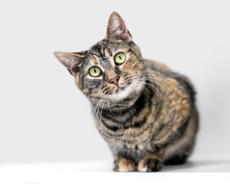 A shorthair cat with patched tortoiseshell tabby markings crouching and looking toward the camera with a head tilt