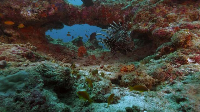 Colorful Lion Fish in coral reef, Maldivian diving, indian ocean wildlife