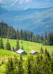 Fototapeta na wymiar Mountain meadow on a sunny summer day against the backdrop of the Carpathian mountains in Ukraine