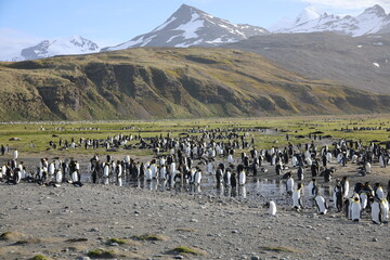 Obraz premium View of South Georgia Island