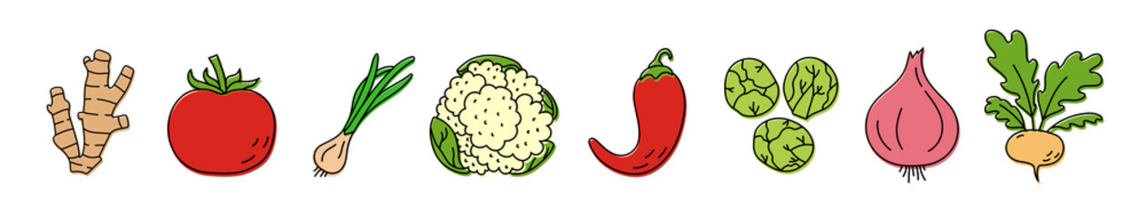 Vegetable and herbs sketch. Color hand drawn vector illustration collection. Ginger, tomato, green onion, cauliflower and chili pepper. Brussels sprout, onion and turnip