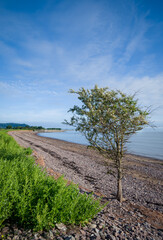 Fototapeta na wymiar Hawthorn tree on Dunster beach