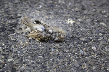 Dead bird in street