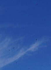 View of migrating birds in the sky in fall