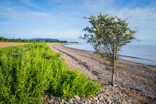 Hawthorn tree on Dunster beach