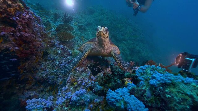 Several scubadivers watching Green turtle cheving coral underwater, Maldives, Indian ocean, marine animals