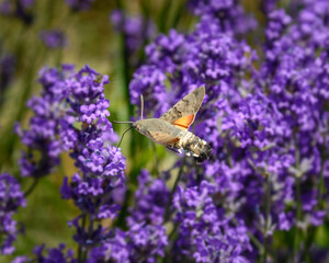 Moth on flowers