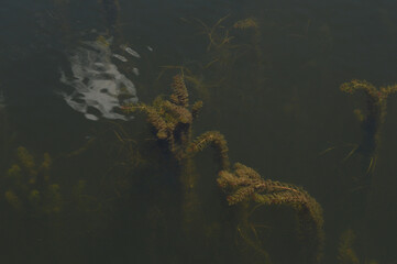 River Weeds Surfaced