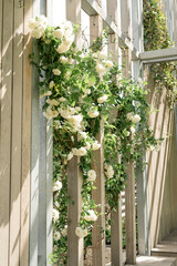 Beautiful wooden wall with white roses